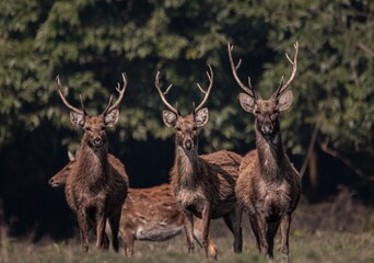 3 Swamp deer male. © Adhish