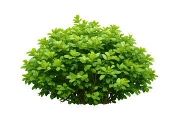 Fototapeta premium Lush green bush with abundant foliage isolated on transparent background, symbolizing growth, nature, and garden landscaping