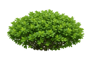 Fototapeta premium Green bush with dense foliage, vibrant leaves, and visible branches, representing nature, gardening, and organic growth, isolated on transparent background