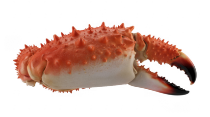Red and white crab with spikes and claws crustacean isolated on a transparent background