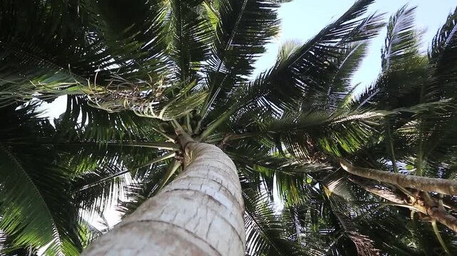 Coconuts Tree. Bottom to top coconut tree 