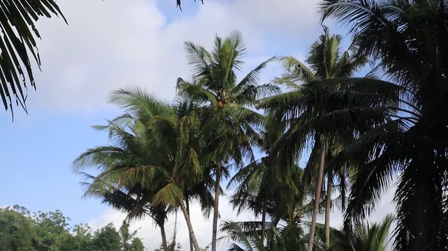 Coconuts Tree. Bottom to top coconut tree 