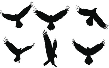Obraz premium Black vector set of flying bird and wing silhouettes, including eagle, hawk, falcon, crow, raven, and dove for nature and freedom illustration