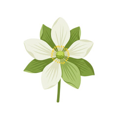 Stylized anemone flower with delicate white petals and green foliage isolated on white background