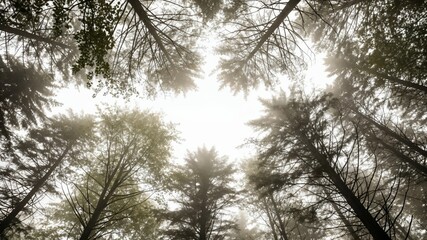 Majestic Forest Canopy View at Dawn with Sunlight Filtering Through Tall Evergreen Trees