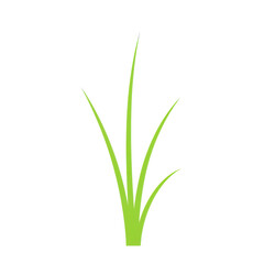 Simple illustration of a lush green grass tuft isolated on white background