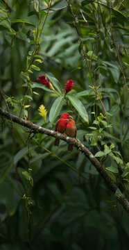 ʻIʻiwi Pair in Hawaiian Forest on Kauaʻi, Native Red Birds 