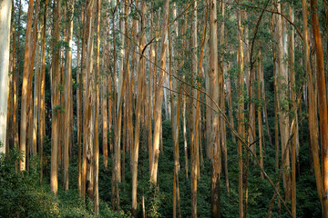 Trees in Ooty forest