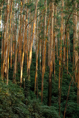 Autumn forest in the morning, Ooty