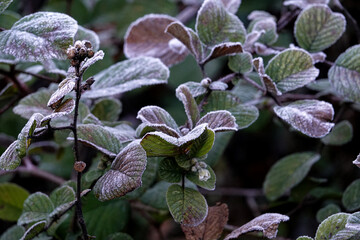 Frozen plants in winter