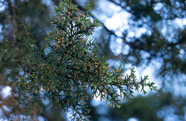 Beautiful winter background