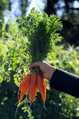 Bunch of fresh carrots from farm