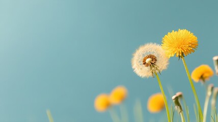 Close-Up of Dandelions: Yellow and White Blooms Against a Blue Sky