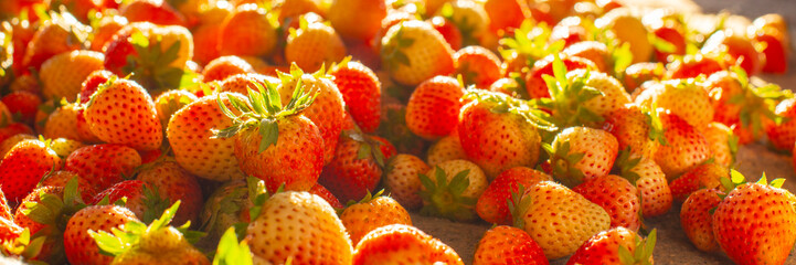 Fresh Strawberries Harvested in Sunlit Field at Golden Hour