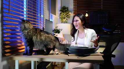 businesswoman work in home office and pets interruption while working at home. Cat bothers her, sitting nearby. Working and studying from home problem concept