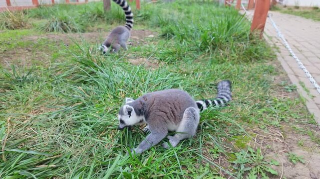 Close-up of a lovely ring-tailed lemur eating grass in a zoo environment, displaying social and playful behavior, with a glimpse into their natural habits and exotic charm.