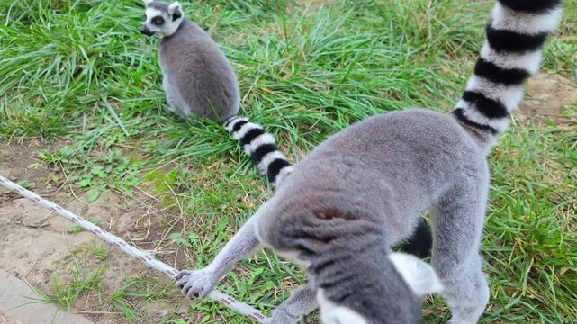 Close-up of a ring-tailed lemur balances on a rope in a grassy enclosure, showcasing its striped tail and social behavior, with another lemur visible in the background amidst the natural habitat.