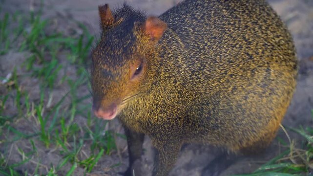 Close-up of a speckled brown and golden azara agouti with a pointed snout and short ears, captured in a natural park setting, highlighting its unique features and natural habitat.