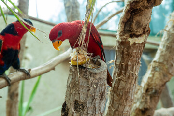 Two vibrant red parrots perch on branches, one eating a piece of fruit. The tropical environment features lush greenery and natural wood textures, creating a lively scene.