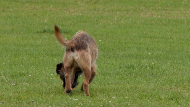 Border Terrier Playing with Orange Ball in Green Grassy Field