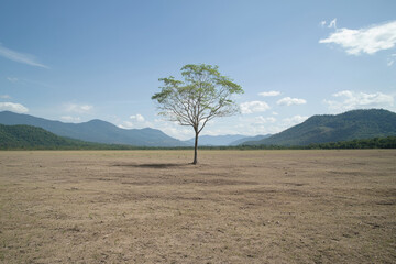 Scenic lone tree on deforested land evokes solitude and survival. dry field stretches toward distant mountain