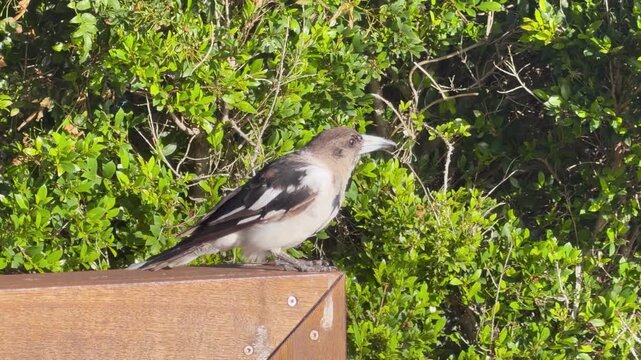 Pied Butcherbird Perched on a Wooden Railing in Bright Sunlight