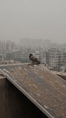 A pigeon perches on a dirty solar panel covered in bird droppings. Urban cityscape background with heavy smog and air pollution. Environmental neglect and renewable energy maintenance problems