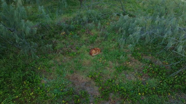Aerial Drone Above Sleeping Wild Dingo Dog In Green Vegetation Of Sand Fraser Island KGari Australia