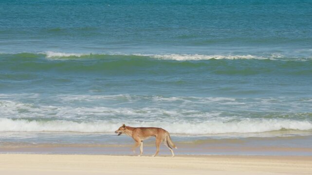Slow Motion Walking On Sandy Beach With Ocean Waves, Fraser Island KGari Australia, 4K Slow Mo