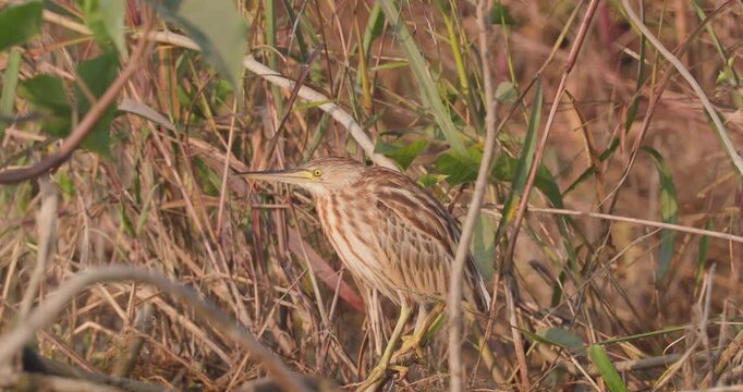 Well-camouflaged yellow bittern waits in dense reeds by the water, ready to strike at sudden movement of its prey fish