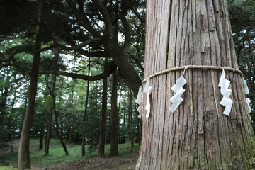 厳かなご神木　神社