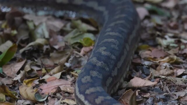 Close Up of a Python Slithering Across Dry Forest Floor Leaves