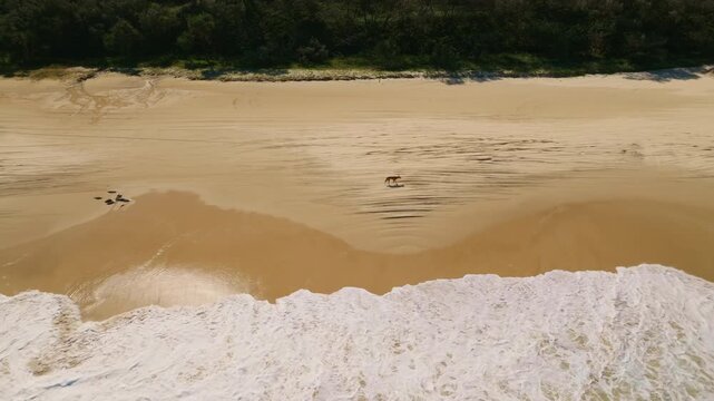 Wild Dingo Dog Walking Along Sand Beach Shore Of Fraser Island KGari, Australia 4K Drone Aerial