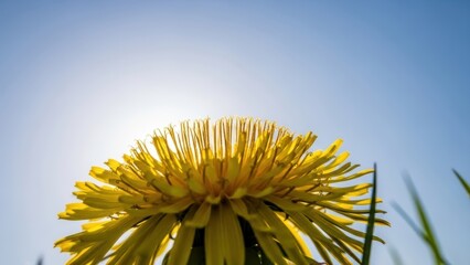 Close Up Yellow Dandelion With Sun Flare Background
