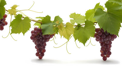 Bunch of ripe red grapes hanging on a vine in a vineyard nature sceneBunch of ripe red grapes hanging on a vine in a vineyard nature scene