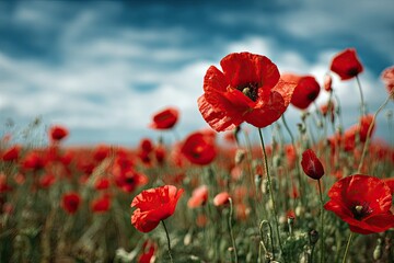Naklejka premium Close-up of vibrant red poppies in a field under a partly cloudy blue sky
