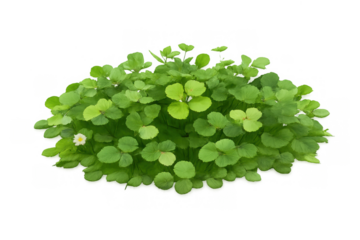 Green leaves and white flower of a perennial plant on transparent background, symbolizing growth and nature