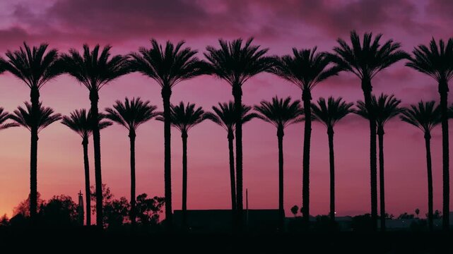 Arcadia-Mall_20250503_palm-tree-silhouette_20240305174730_0015