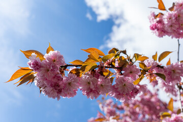 Bright pink cherry blossoms, like fluffy clouds, bloomed on branches covered with delicate leaves against blue sky