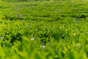 Wide view of green tea tree leaves in a fresh tea plantation mountain. Landscape of Camellia Sinensis herbal plant farm background in the morning.