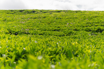 Wide view of green tea tree leaves in a fresh tea plantation mountain. Landscape of Camellia Sinensis herbal plant farm background in the morning.