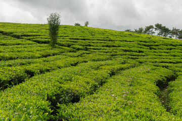 Wide view of green tea tree leaves in a fresh tea plantation mountain. Landscape of Camellia Sinensis herbal plant farm background in the morning.