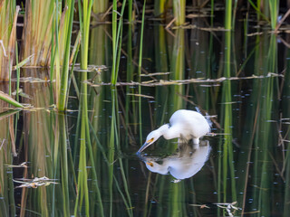 Snowy egret wading in  a pond in Arizona