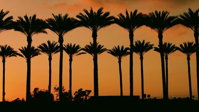 Arcadia-Mall_20250503_palm-tree-silhouette_20240305174343_0014