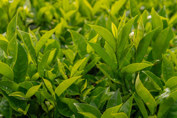Close-up of green tea tree leaves in a fresh tea plantation mountain. Camellia Sinensis farm herbal plant background in the morning.