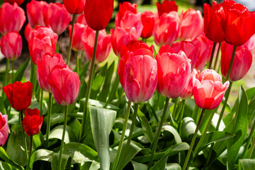 Bunch of tulips close up spring flowers blooming in garden landscape spring time