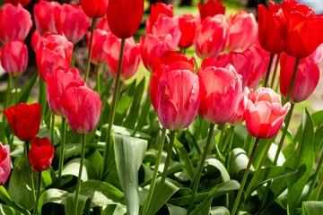 Keuken spatwand met foto Rood Bunch of tulips close up spring flowers blooming in garden landscape spring time  © olegmayorov