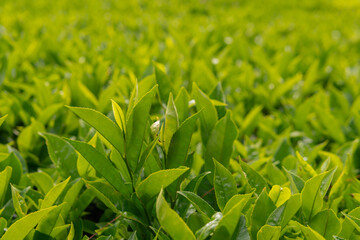Close-up of green tea tree leaves in a fresh tea plantation mountain. Camellia Sinensis farm herbal plant background in the morning.