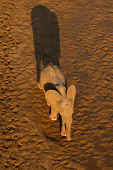 An African elephant (Loxodonta africana) walking in late afternoon light, Kruger National Park, South Africa