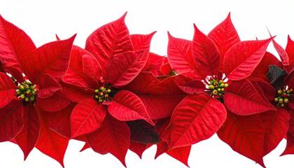 Border of vibrant red holiday flowers, with yellow centers, white background